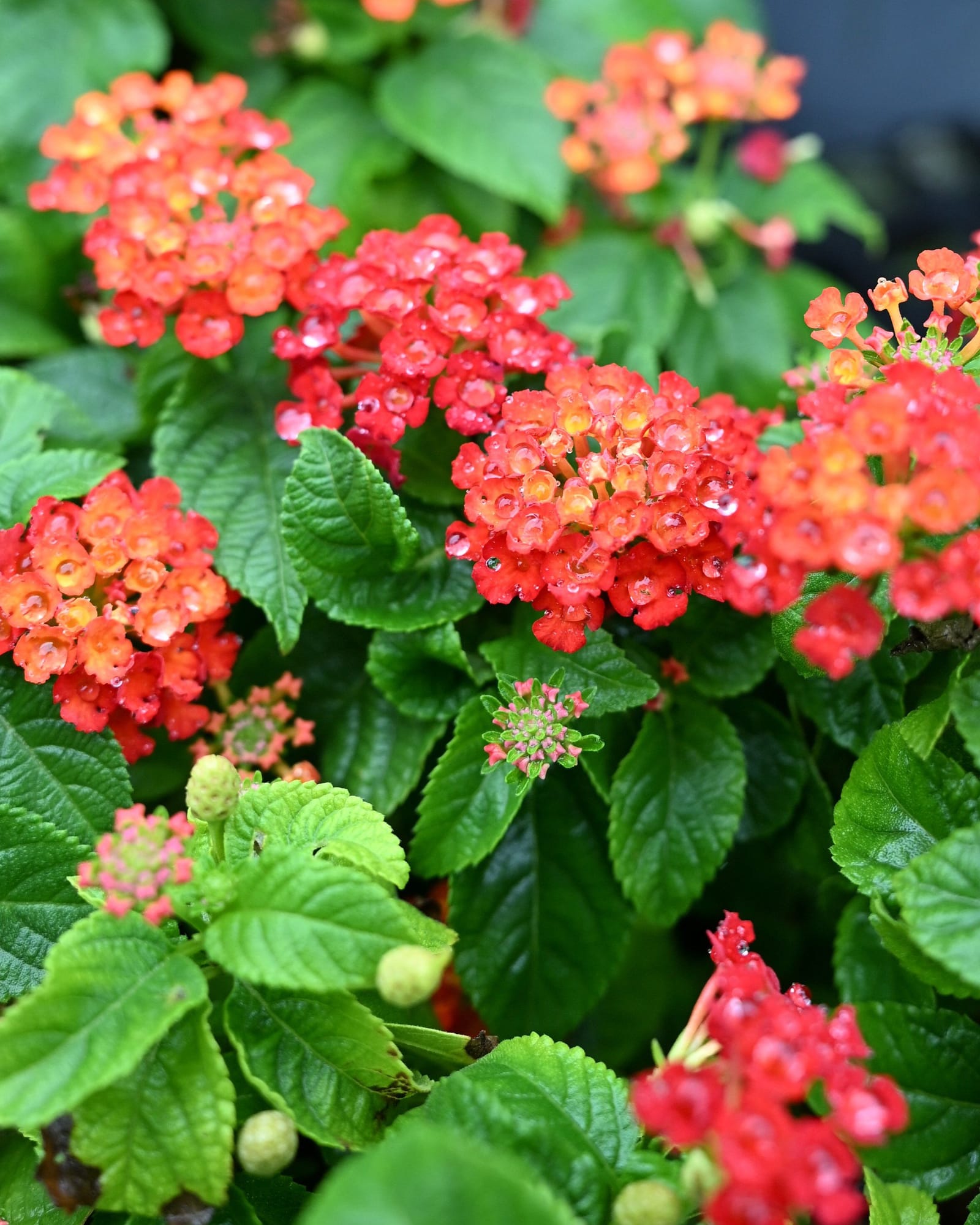 Gem Compact Orange Fire Lantana