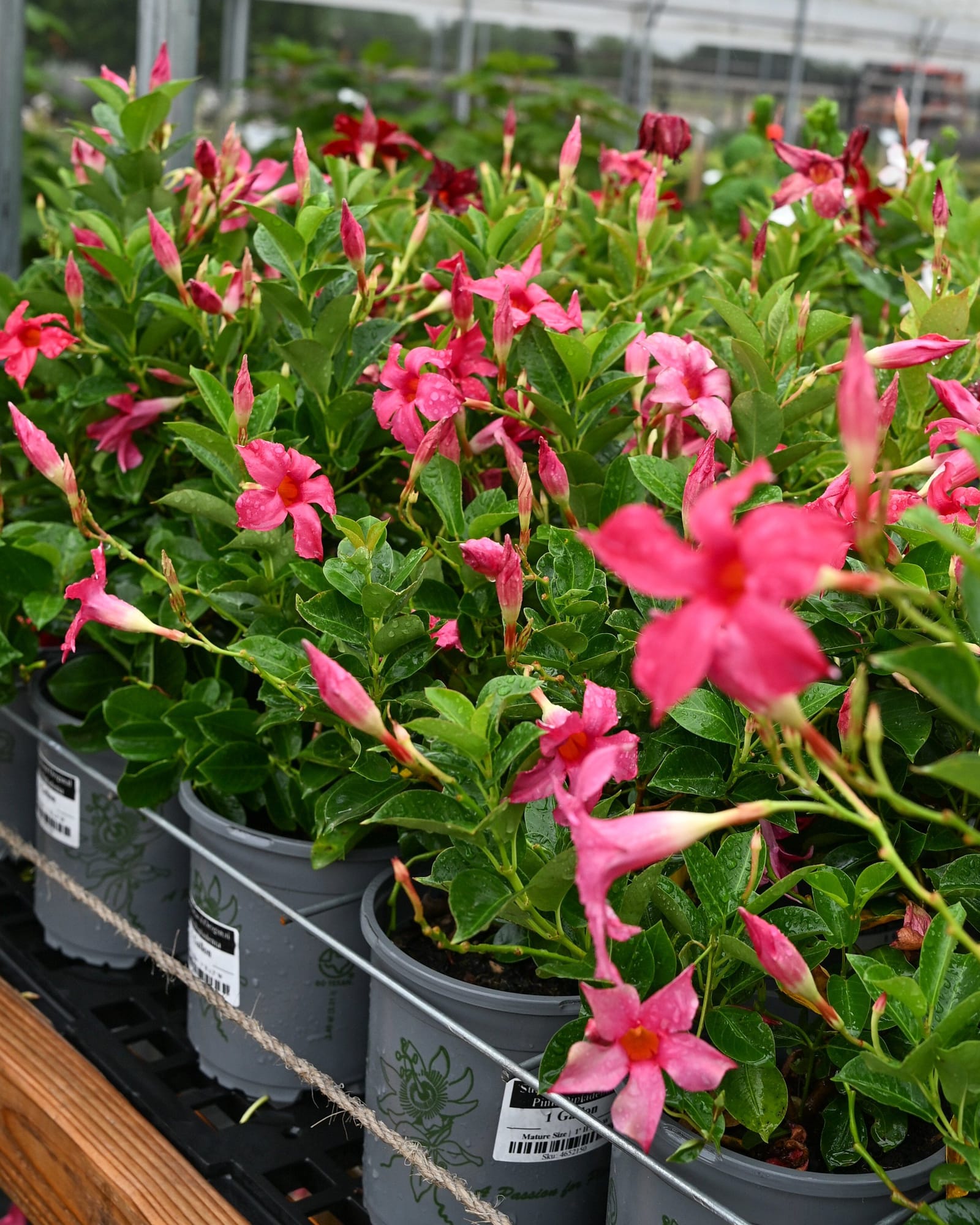 Sun Parasol Original Pink Dipladenia - view 5