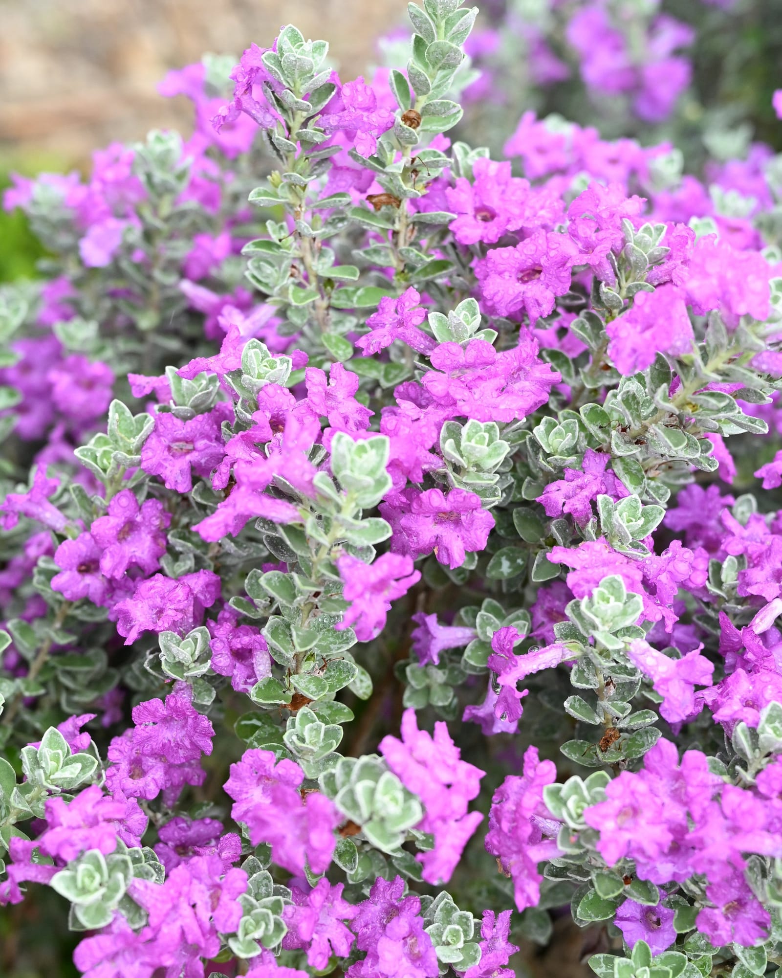 Laredo Texas Sage