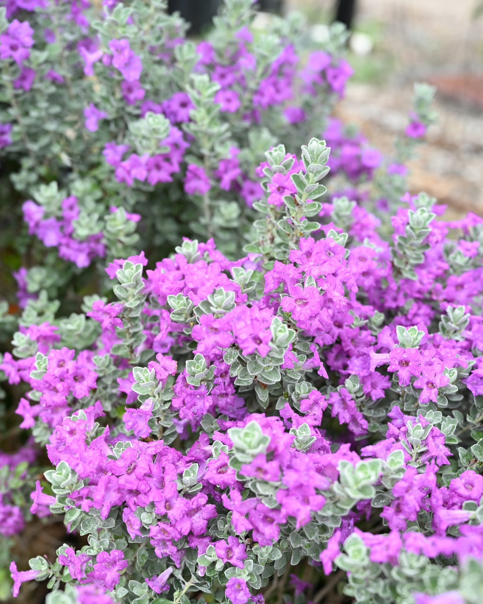 Laredo Texas Sage - view 5