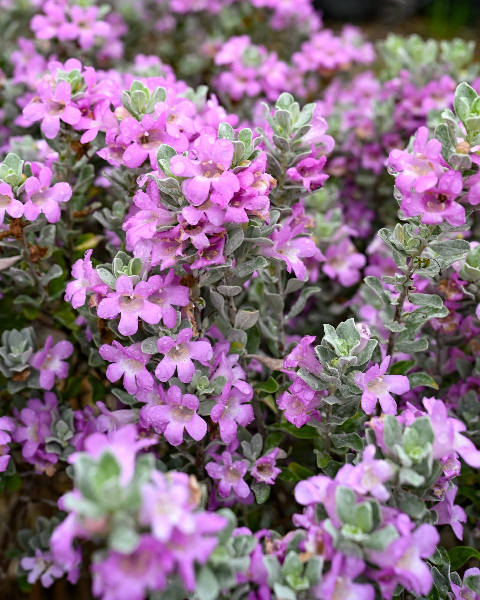 San Antonio Texas Sage