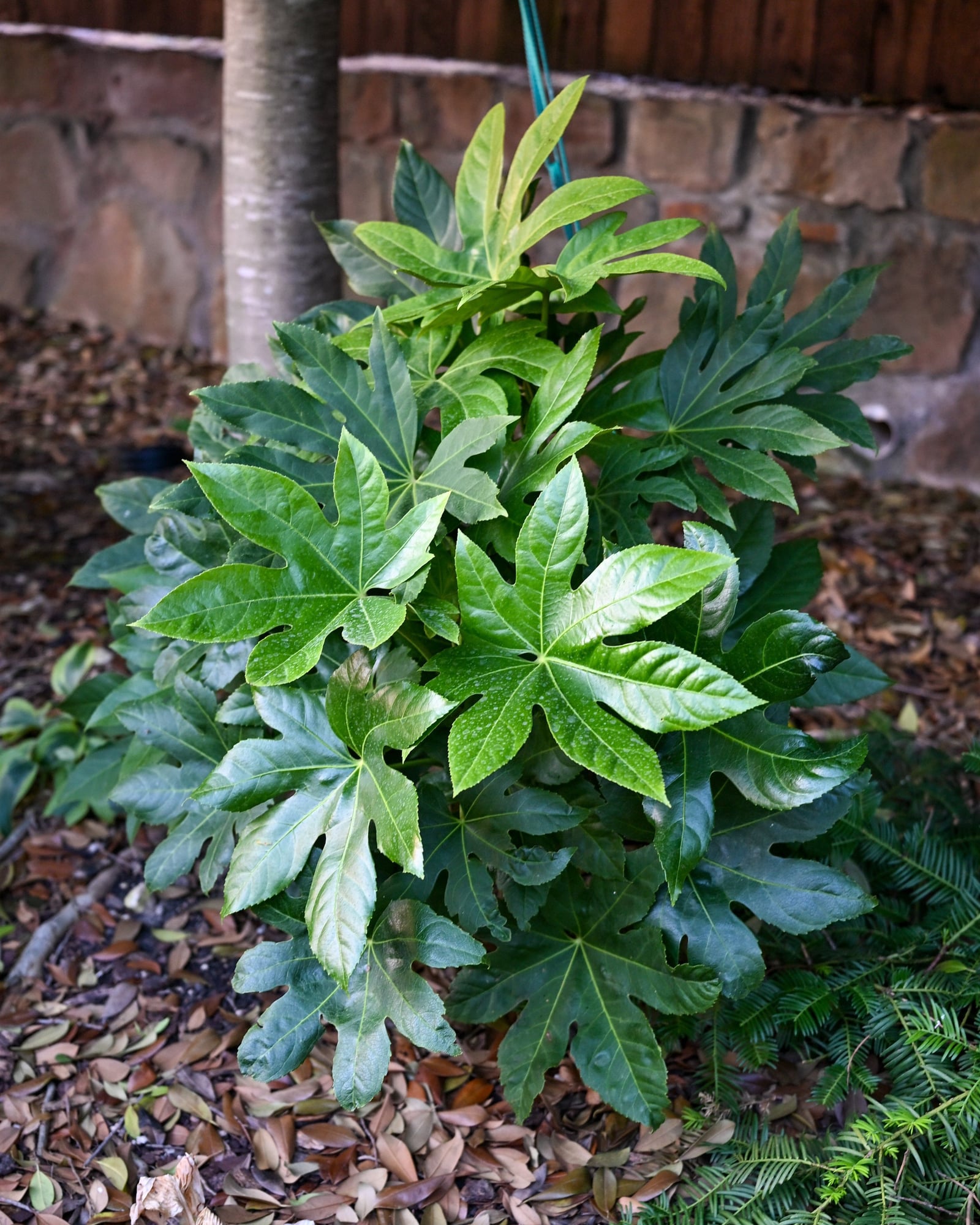 Japanese Aralia - Image 1