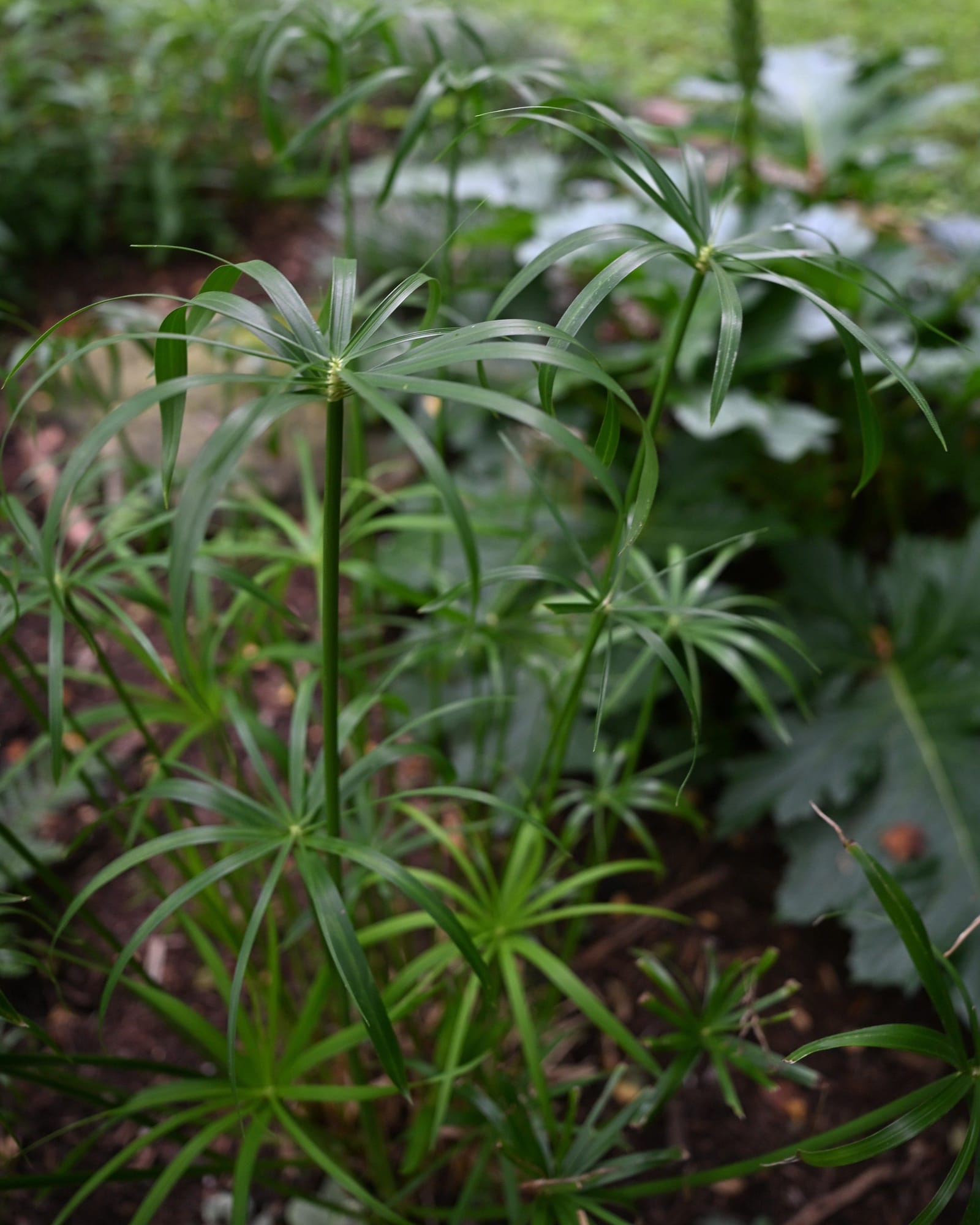 Umbrella Plant