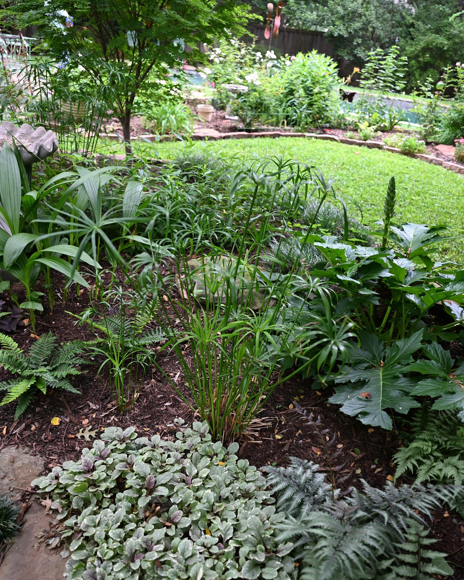 Umbrella Plant - view 2