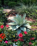 Whale's Tongue Agave thumbnail 6