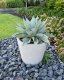 Whale's Tongue Agave thumbnail 7