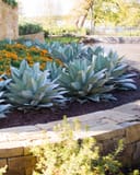 Whale's Tongue Agave thumbnail 8