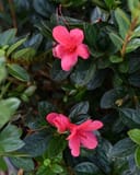 Encore Azalea Autumn Ruby thumbnail 2