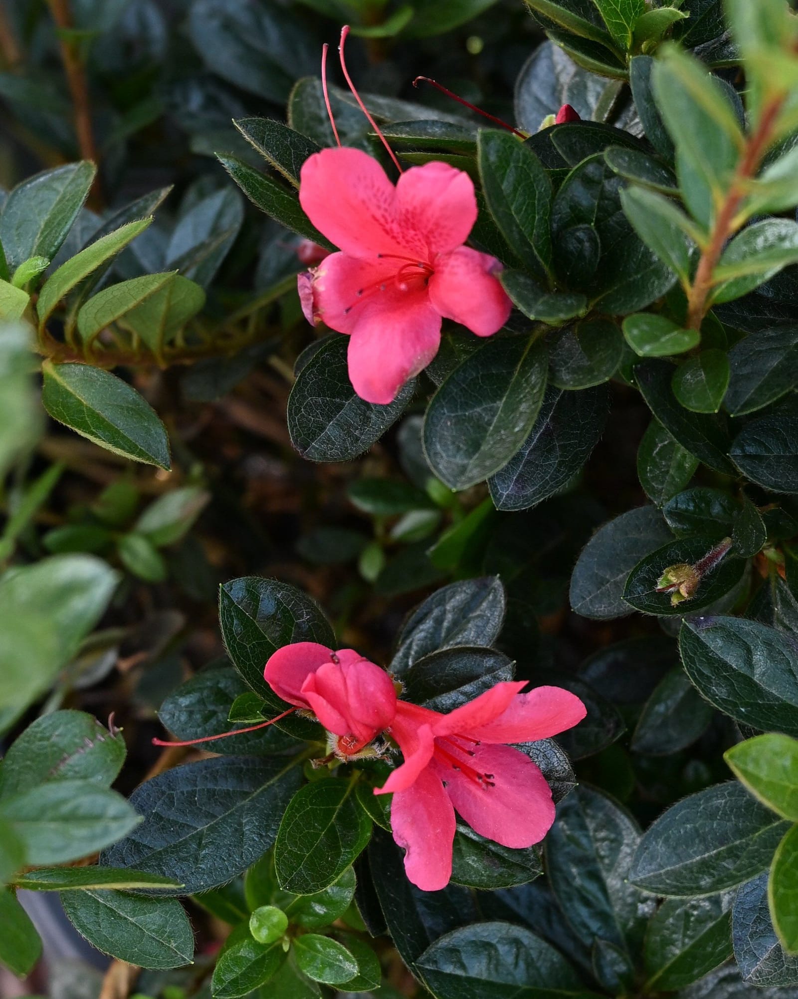 Encore Azalea Autumn Ruby - view 3