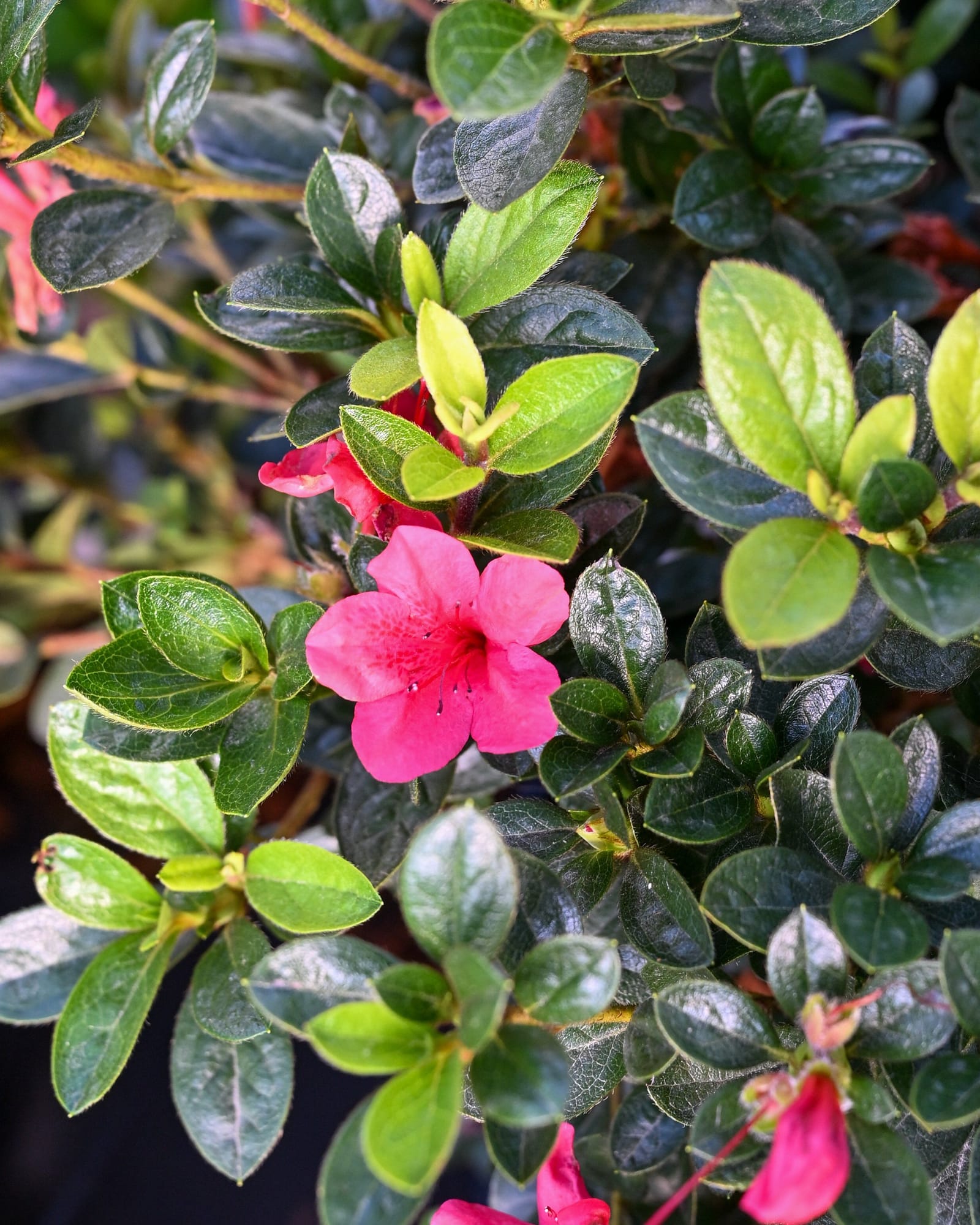 Encore Azalea Autumn Ruby - view 4