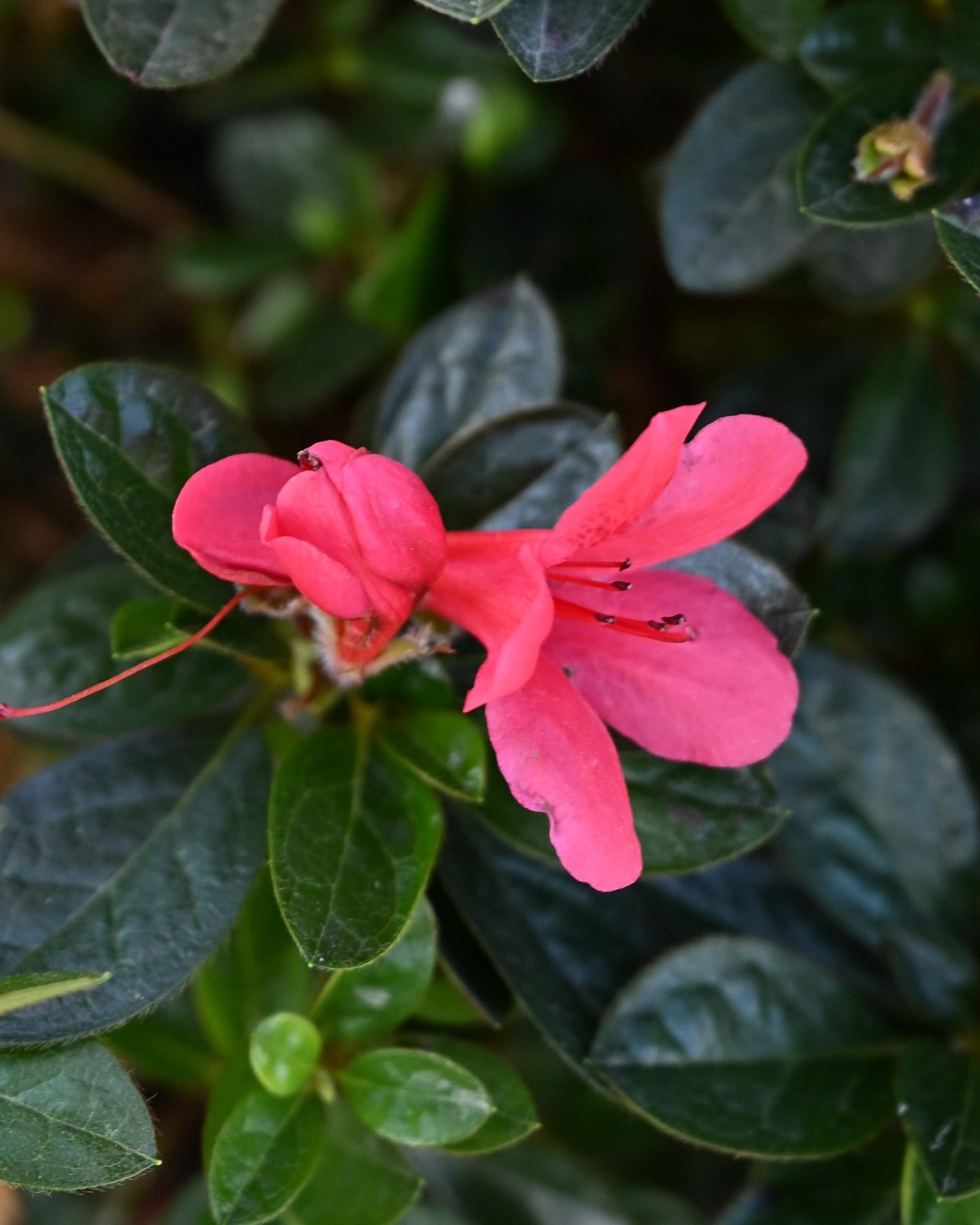 Encore Azalea Autumn Ruby - view 5