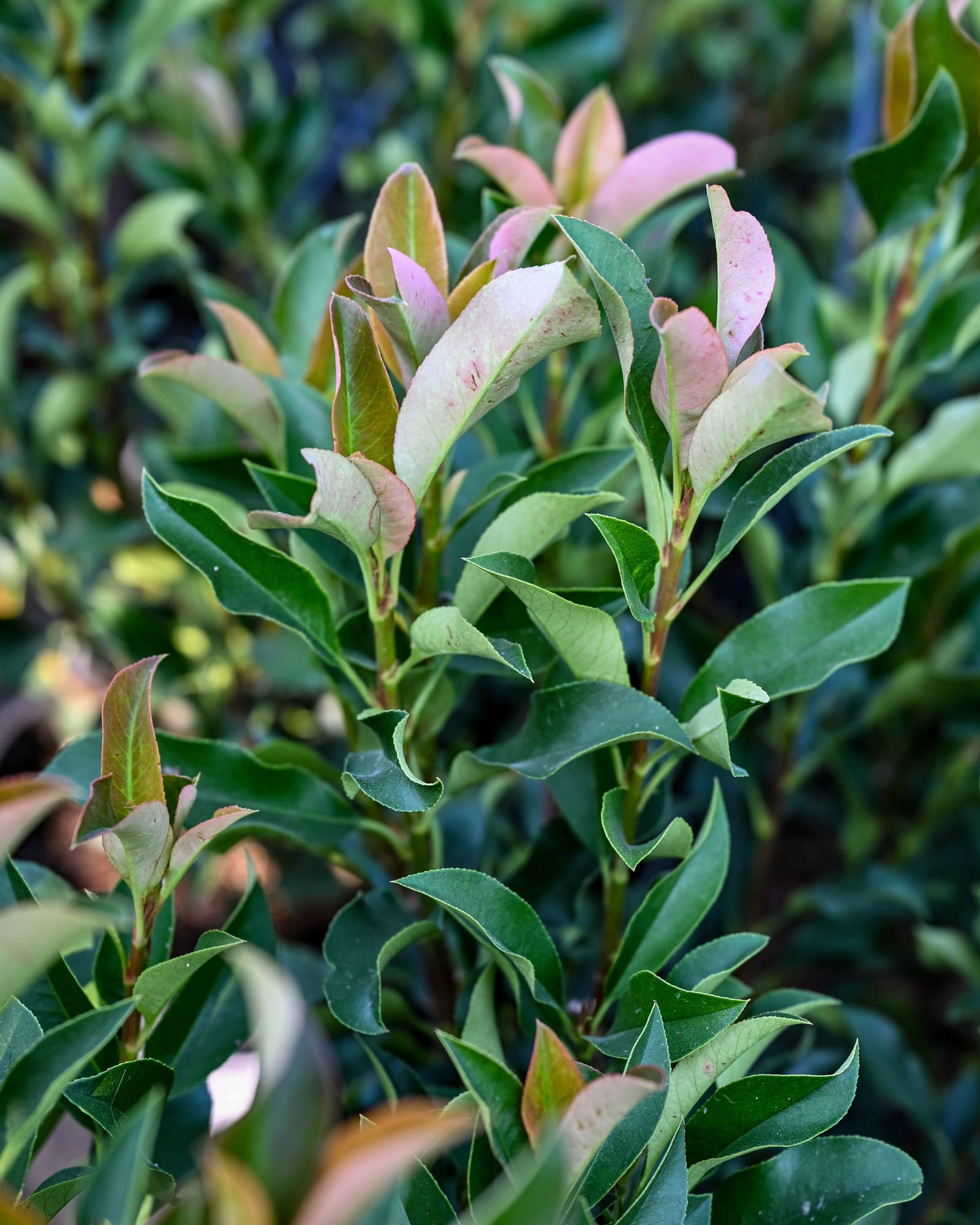 Dynamo Red Photinia
