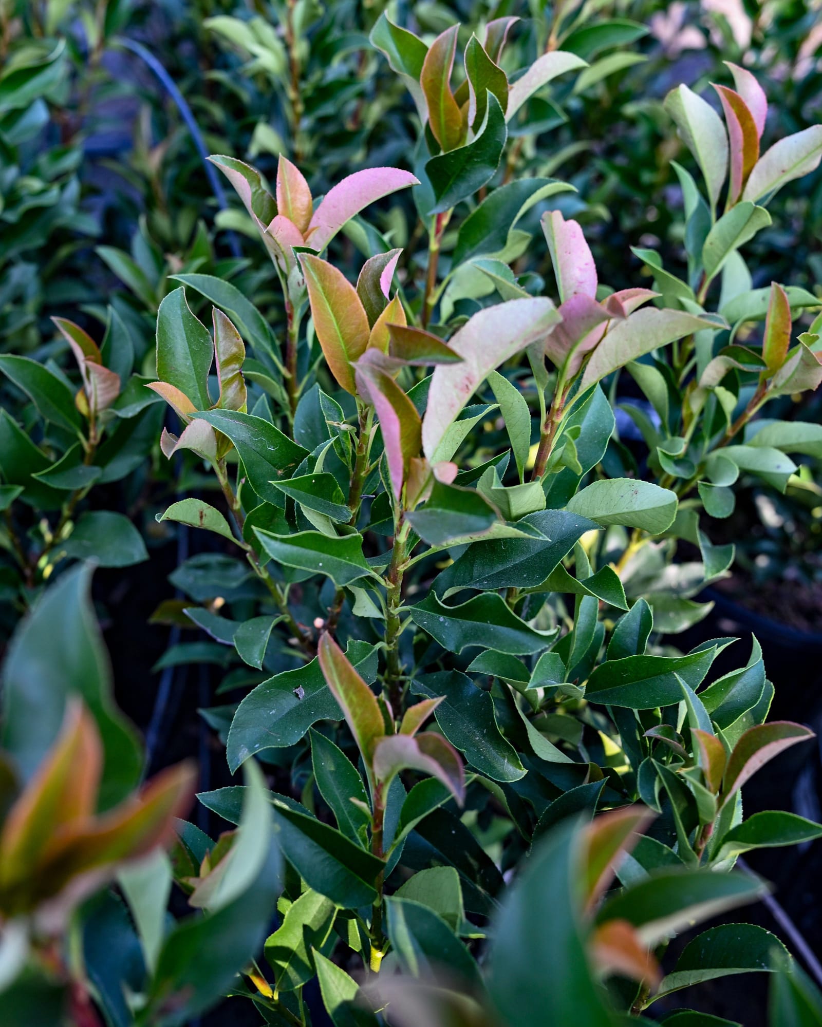Dynamo Red Photinia - view 2