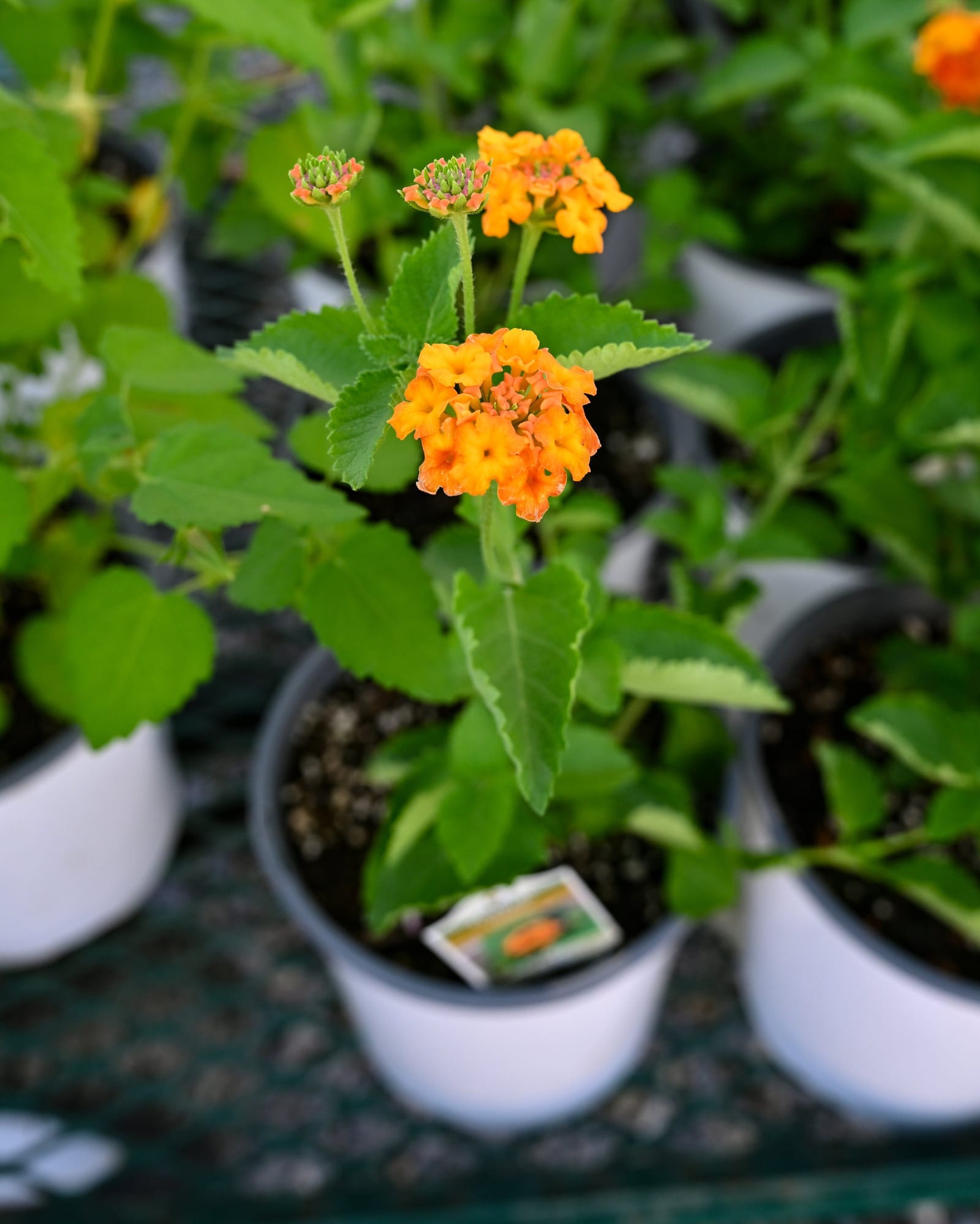 Texas Lantana - view 2