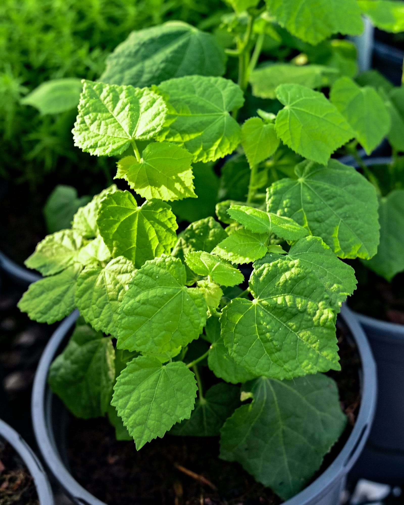 Turk's Cap White
