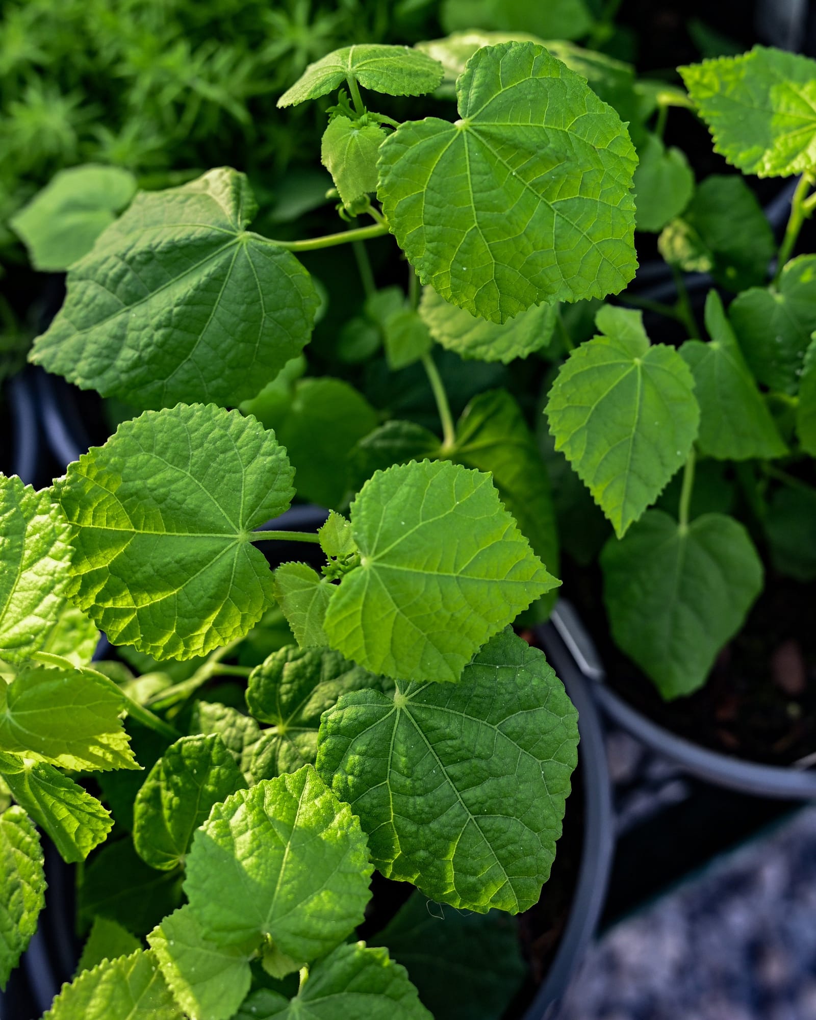 Turk's Cap White - view 3