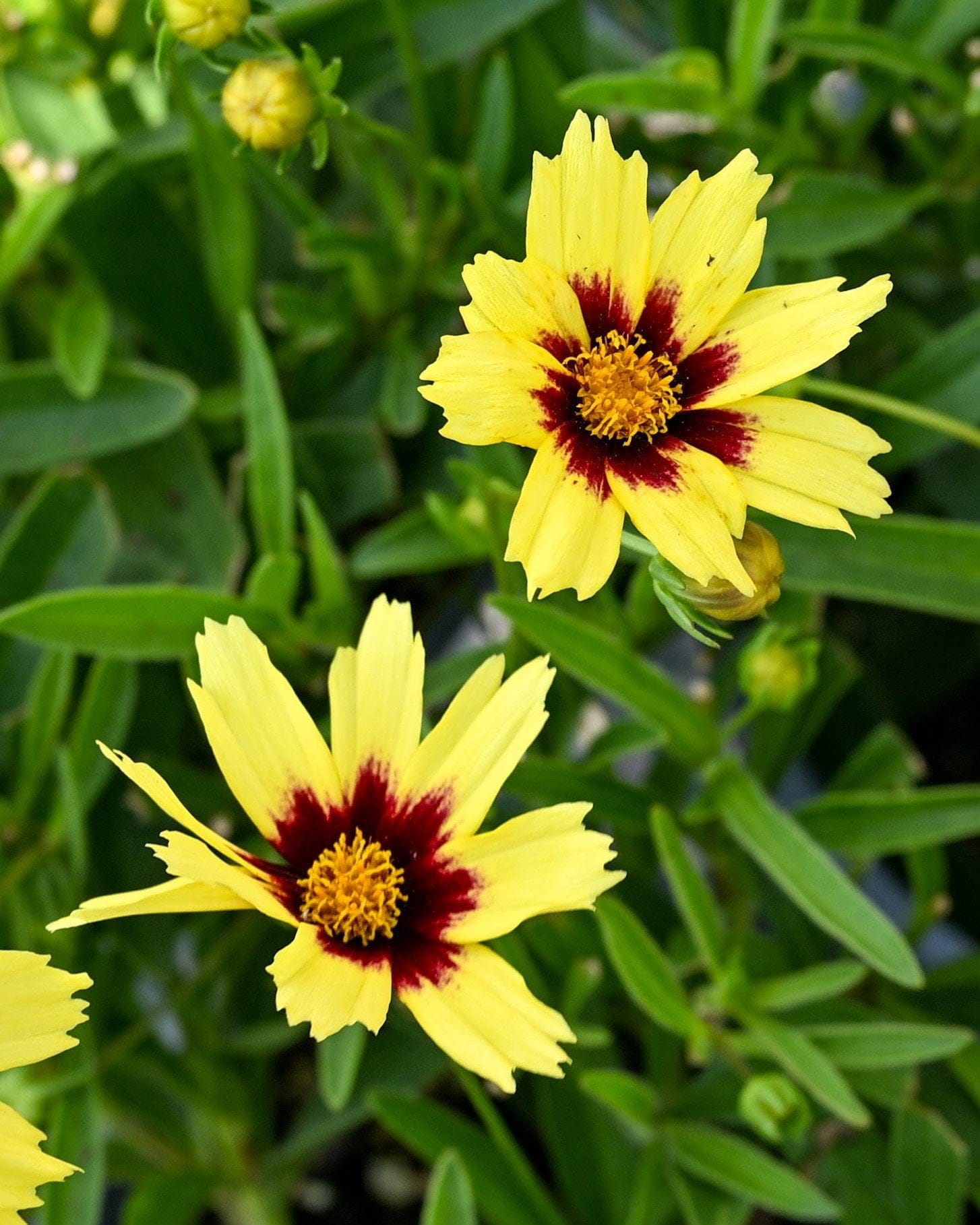 Super Star Coreopsis