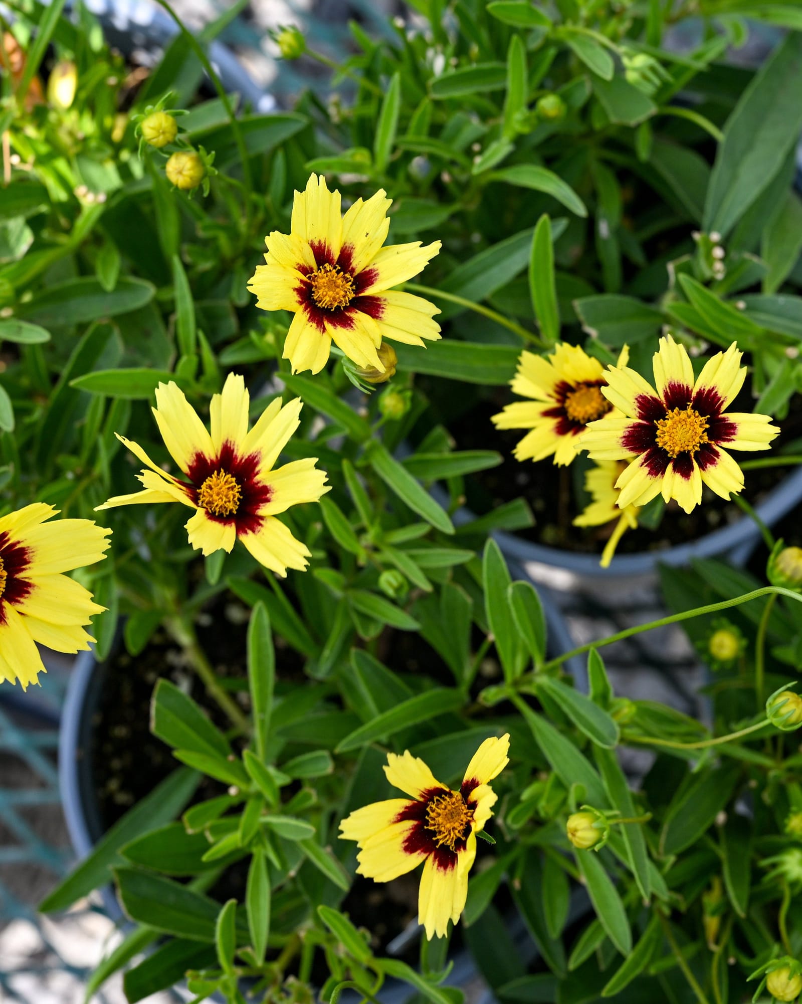 Super Star Coreopsis - view 2