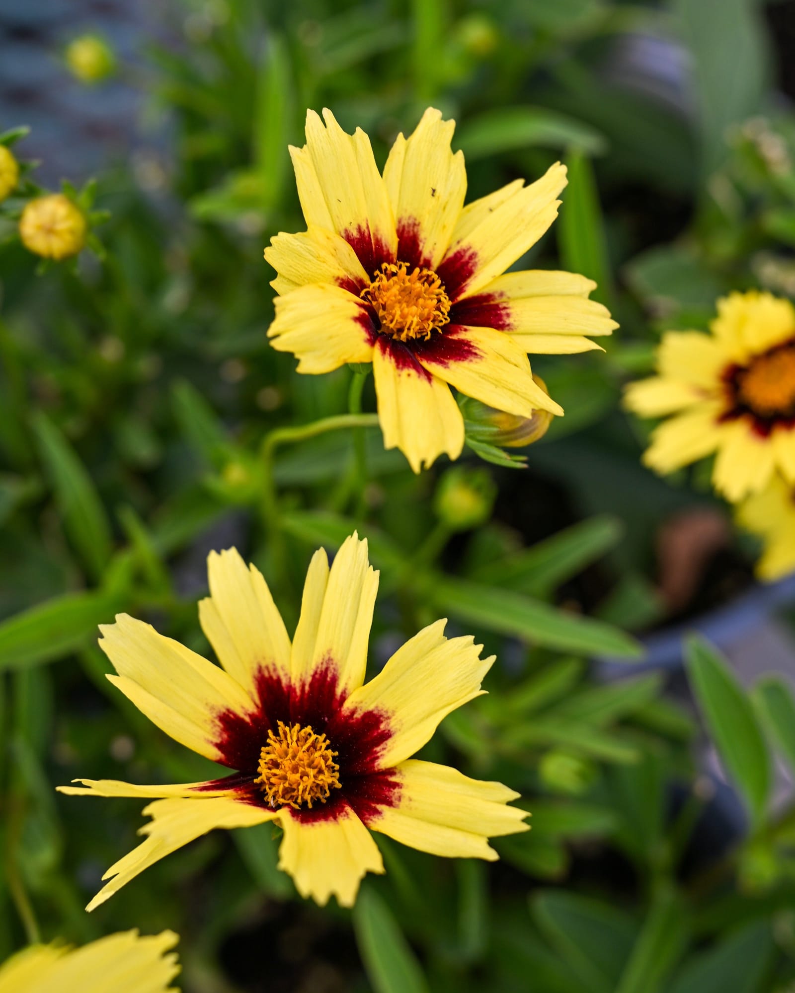 Super Star Coreopsis - view 3