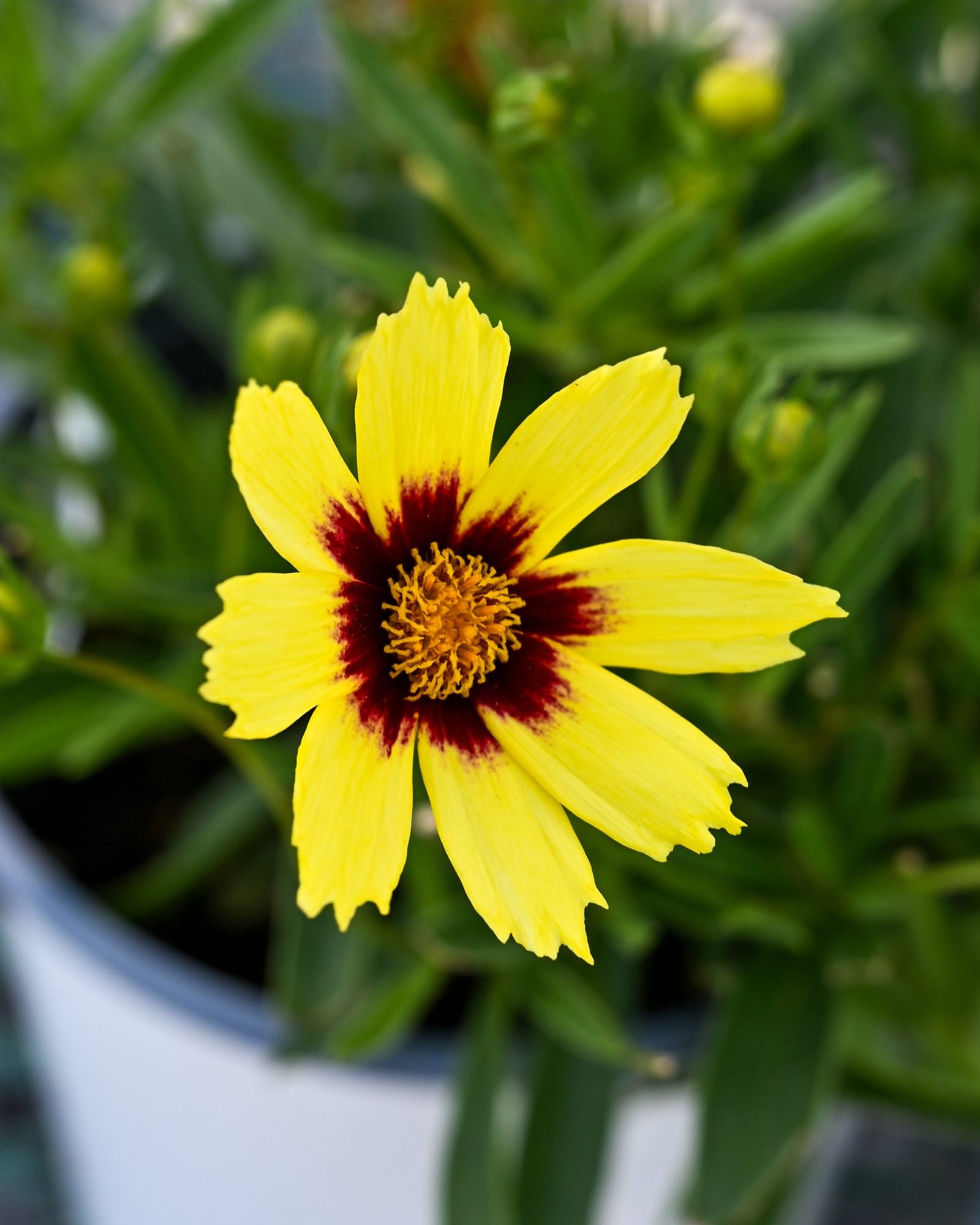 Super Star Coreopsis - view 4