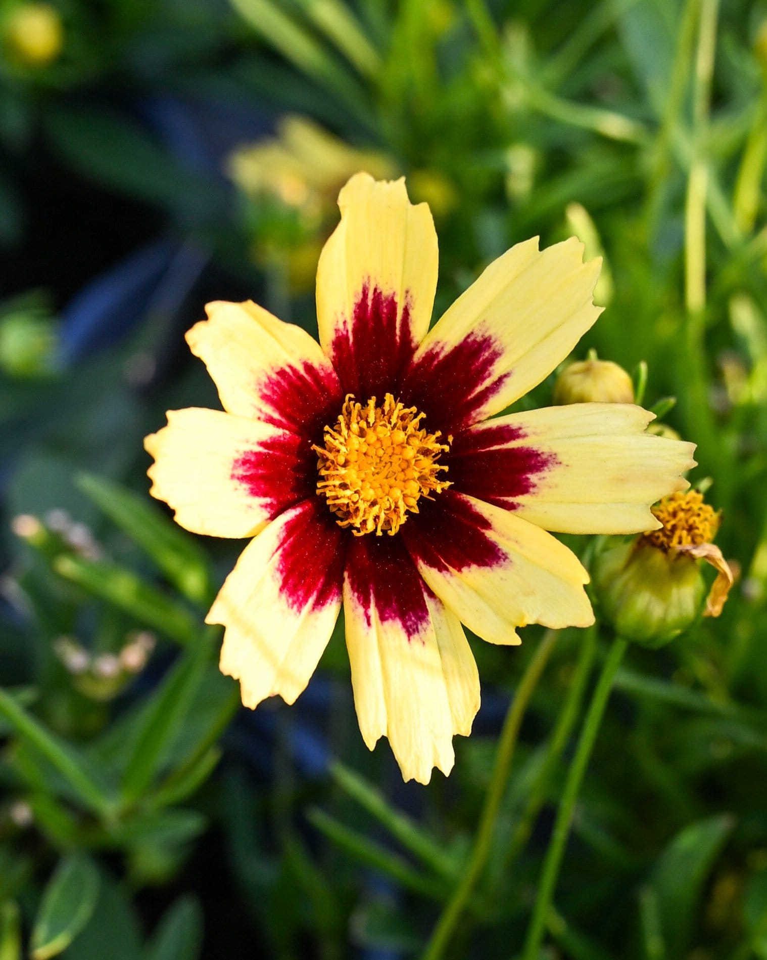 Super Star Coreopsis - view 5