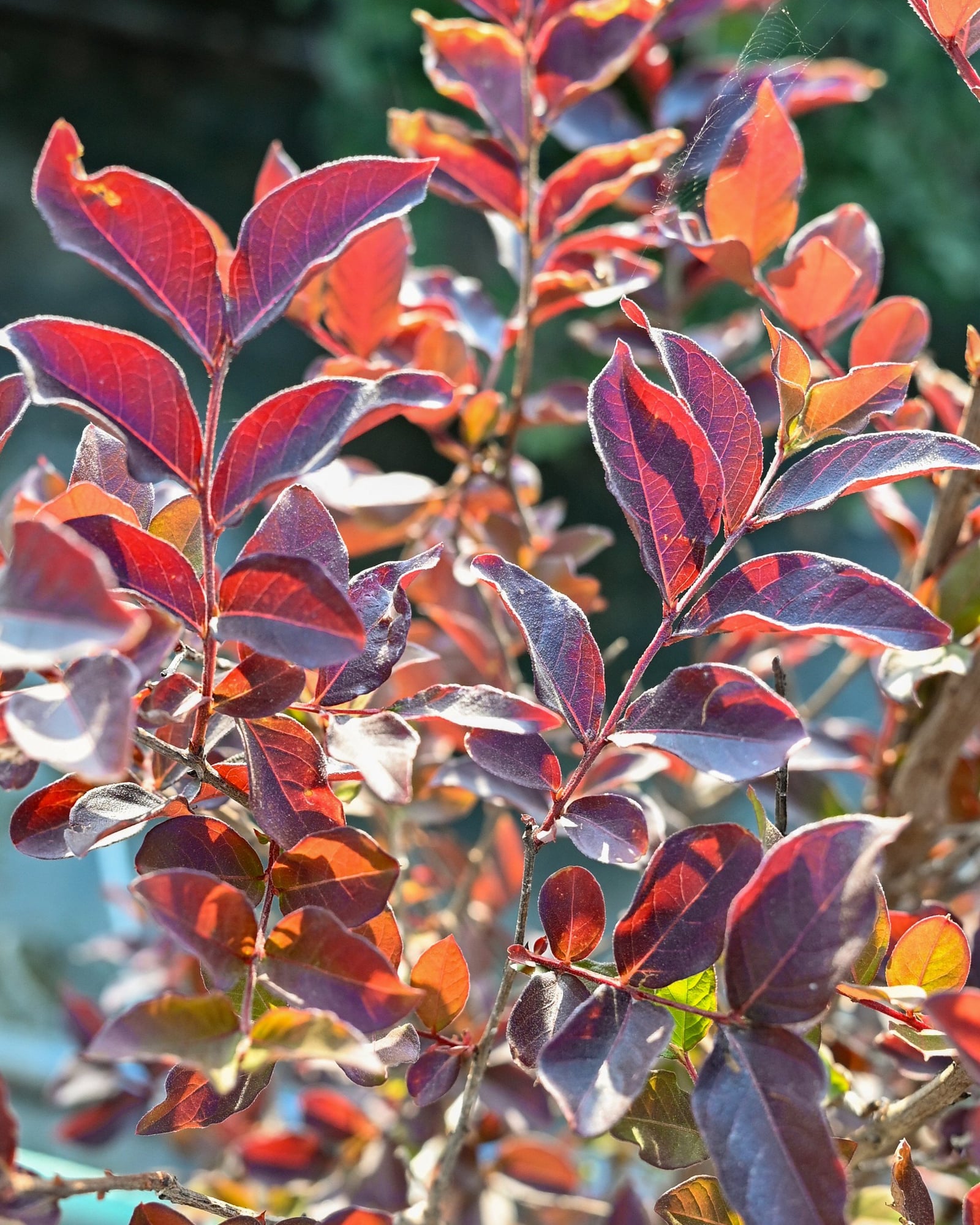 Lavender Blast Crape Myrtle - Image 1