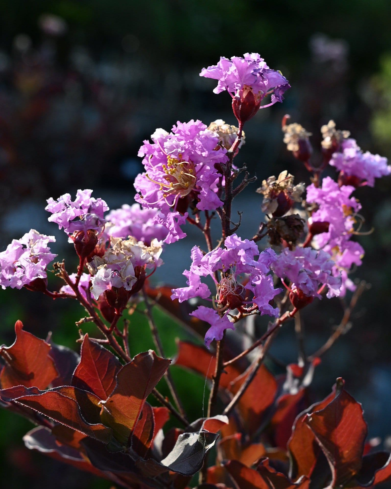 Lavender Blast Crape Myrtle - Main Image