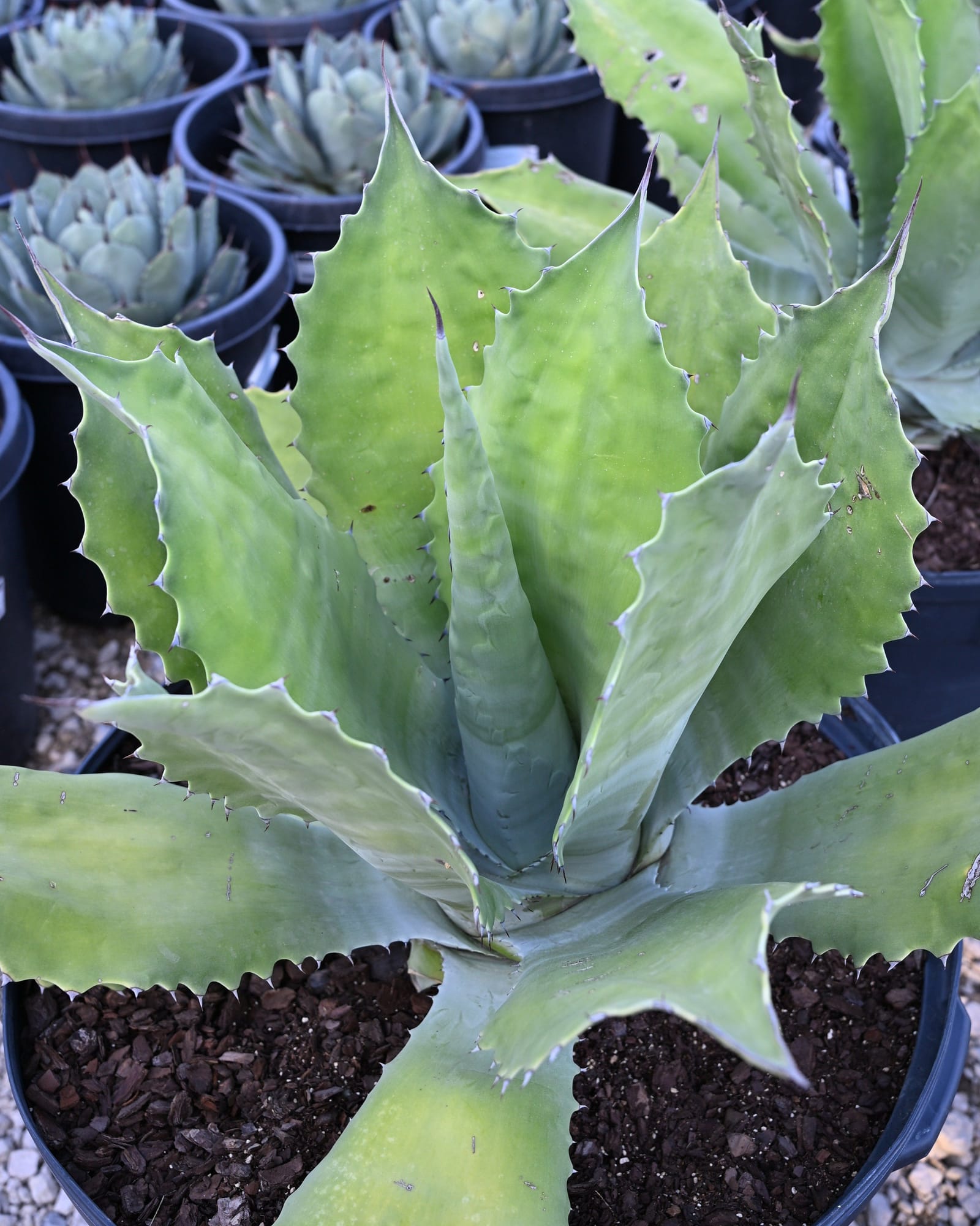 Crazy Horse Agave