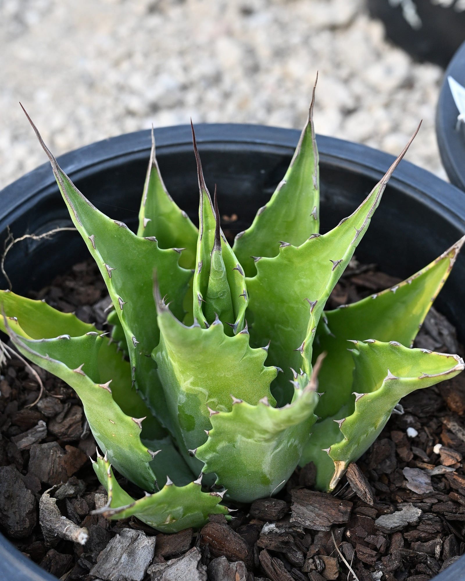 Green Goblet Agave