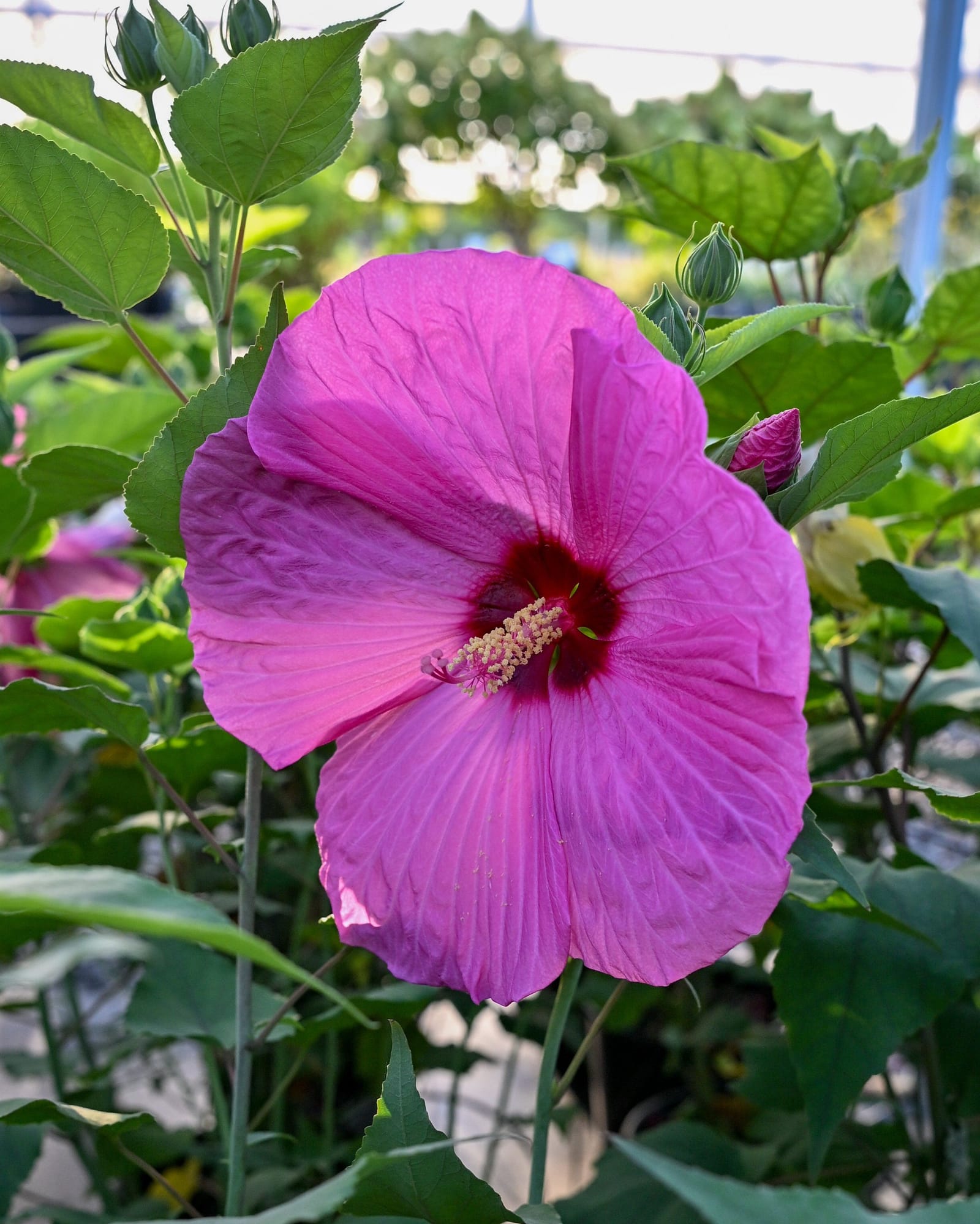 Head over Heels Adore Hibiscus