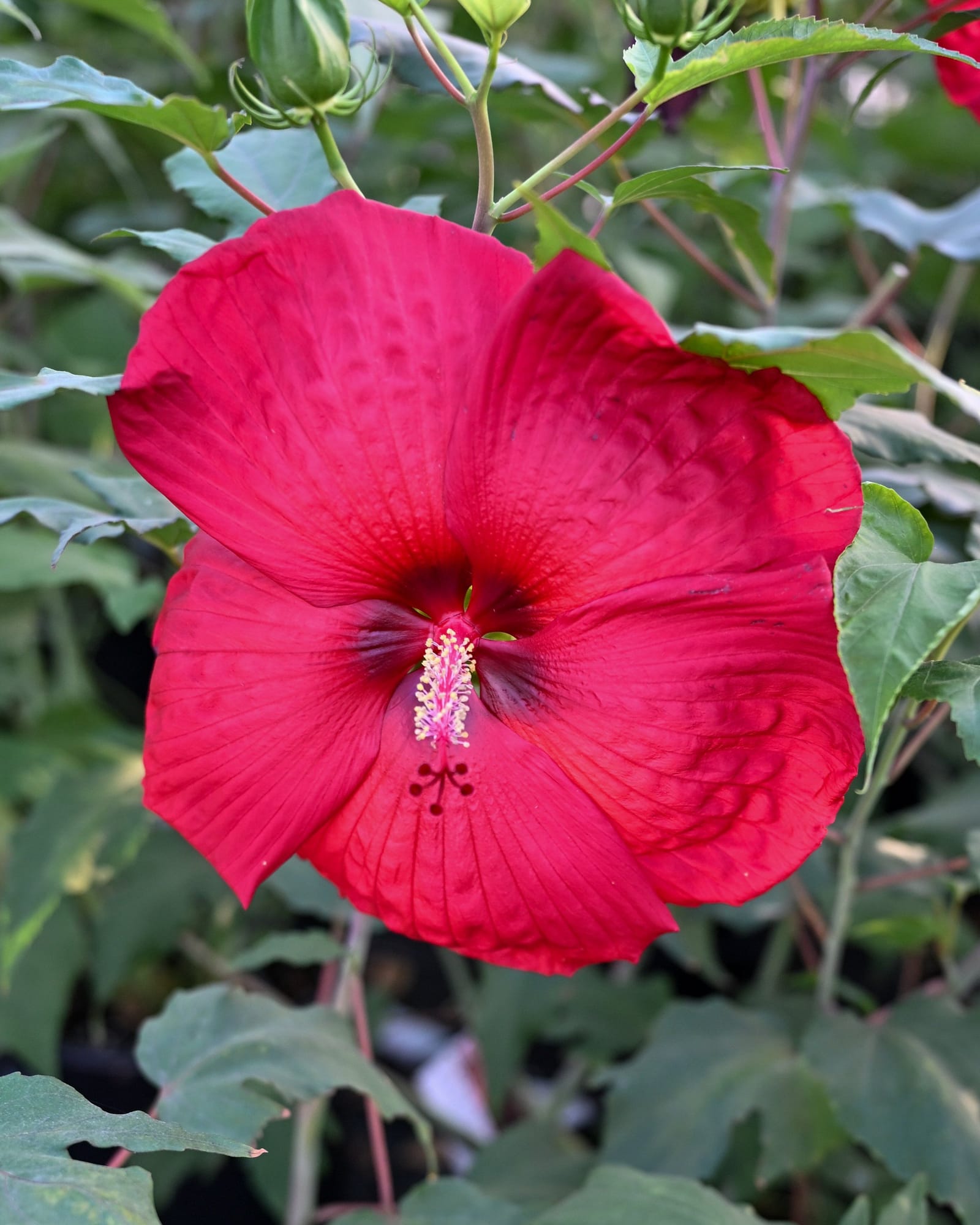 Head over Heels Desire Hibiscus