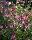 Mirage Rose Bicolor Salvia Greggii thumbnail 1