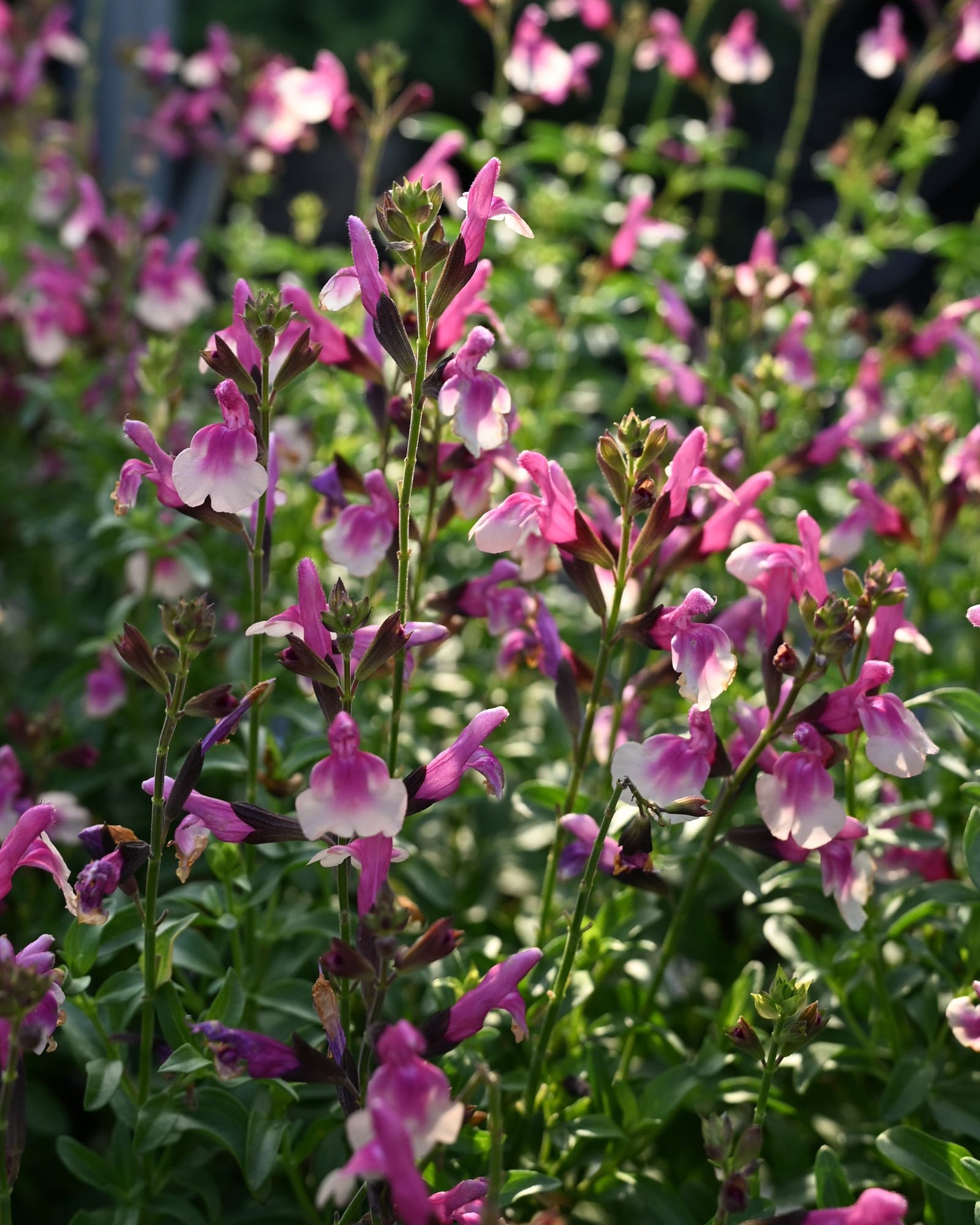 Mirage Rose Bicolor Salvia Greggii