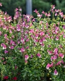 Mirage Rose Bicolor Salvia Greggii thumbnail 5