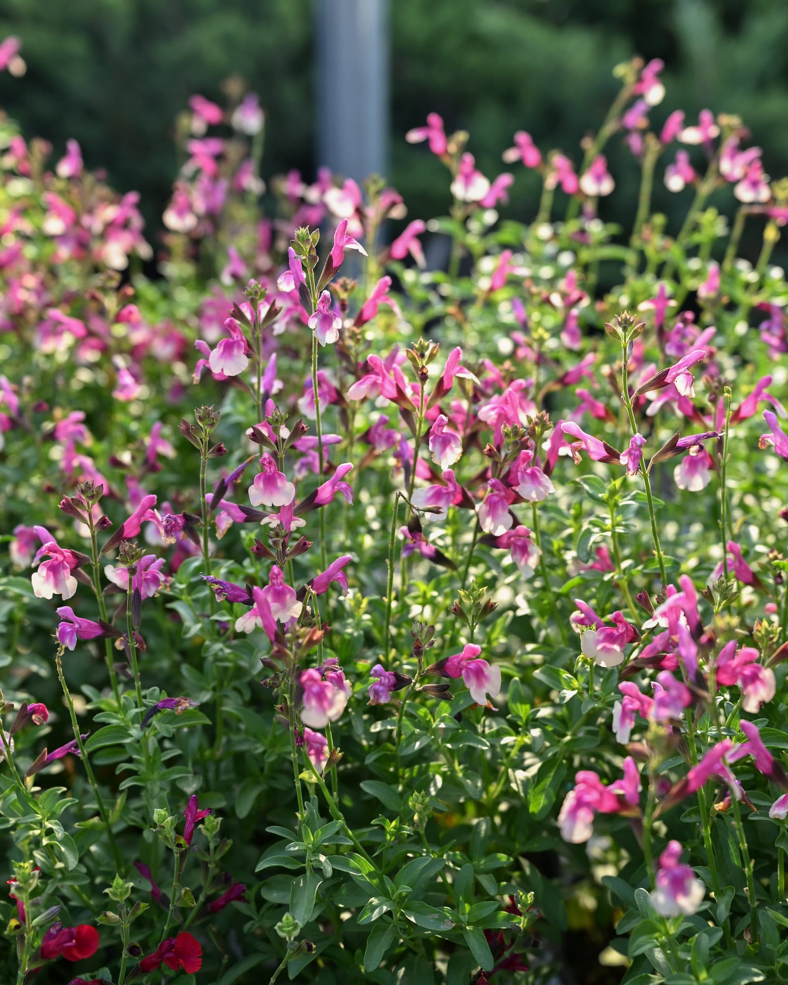 Mirage Rose Bicolor Salvia Greggii - view 5