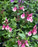 Mirage Rose Bicolor Salvia Greggii thumbnail 6