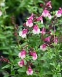 Mirage Rose Bicolor Salvia Greggii thumbnail 7