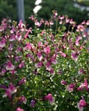 Mirage Rose Bicolor Salvia Greggii thumbnail 8