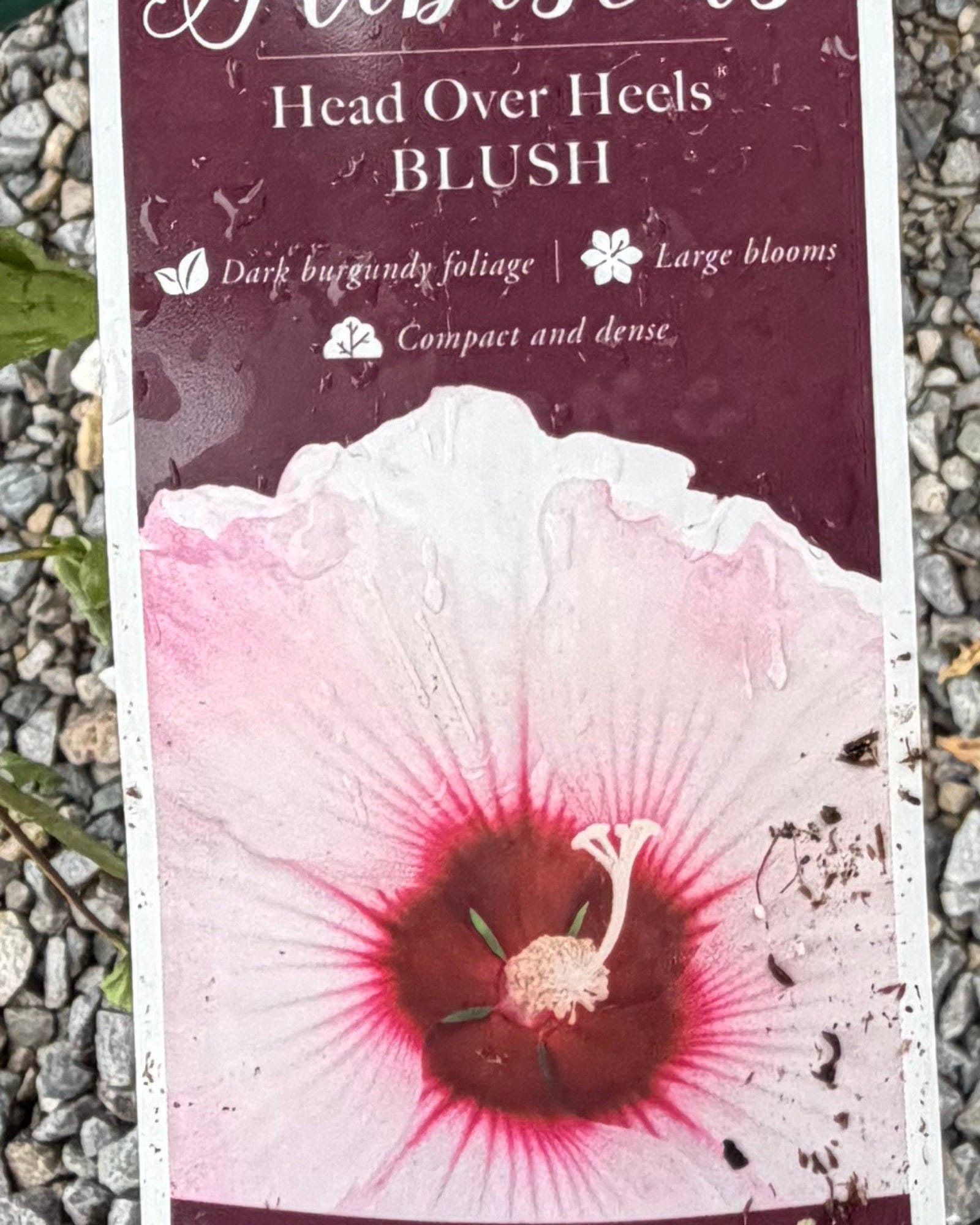 Head over Heels Blush Hibiscus - view 2