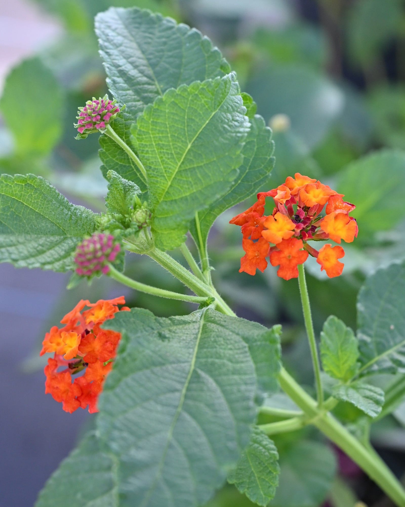 Ham & Eggs Lantana
