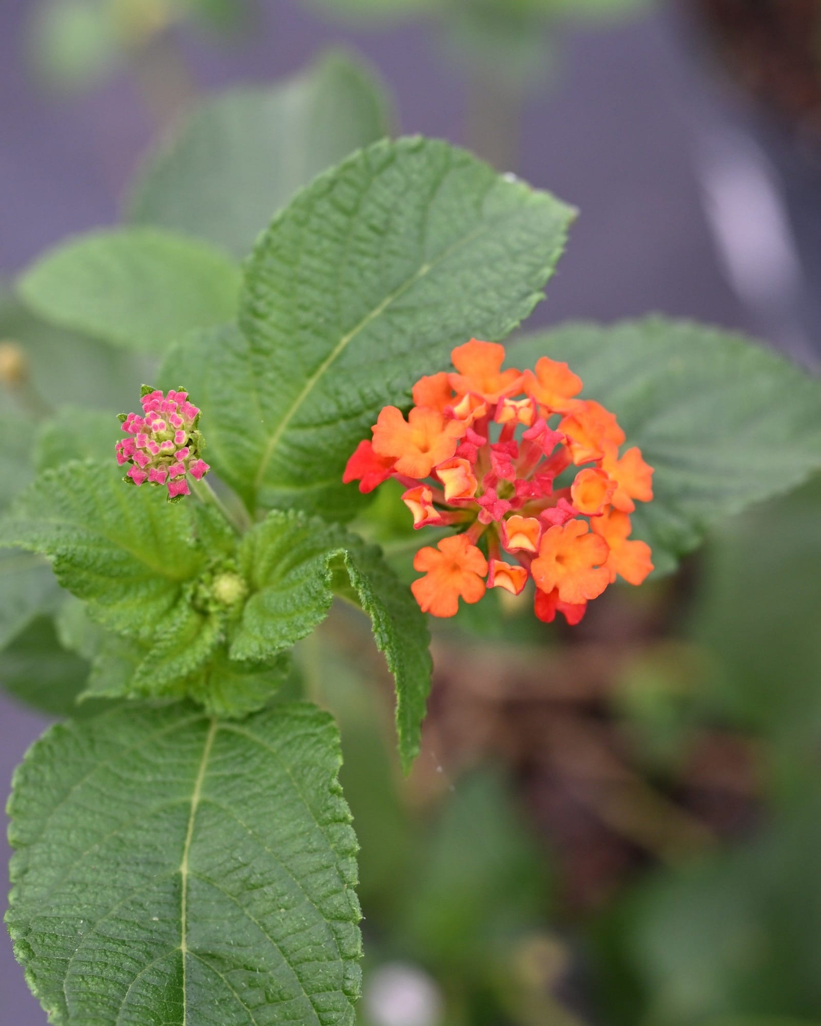 Ham & Eggs Lantana - view 2