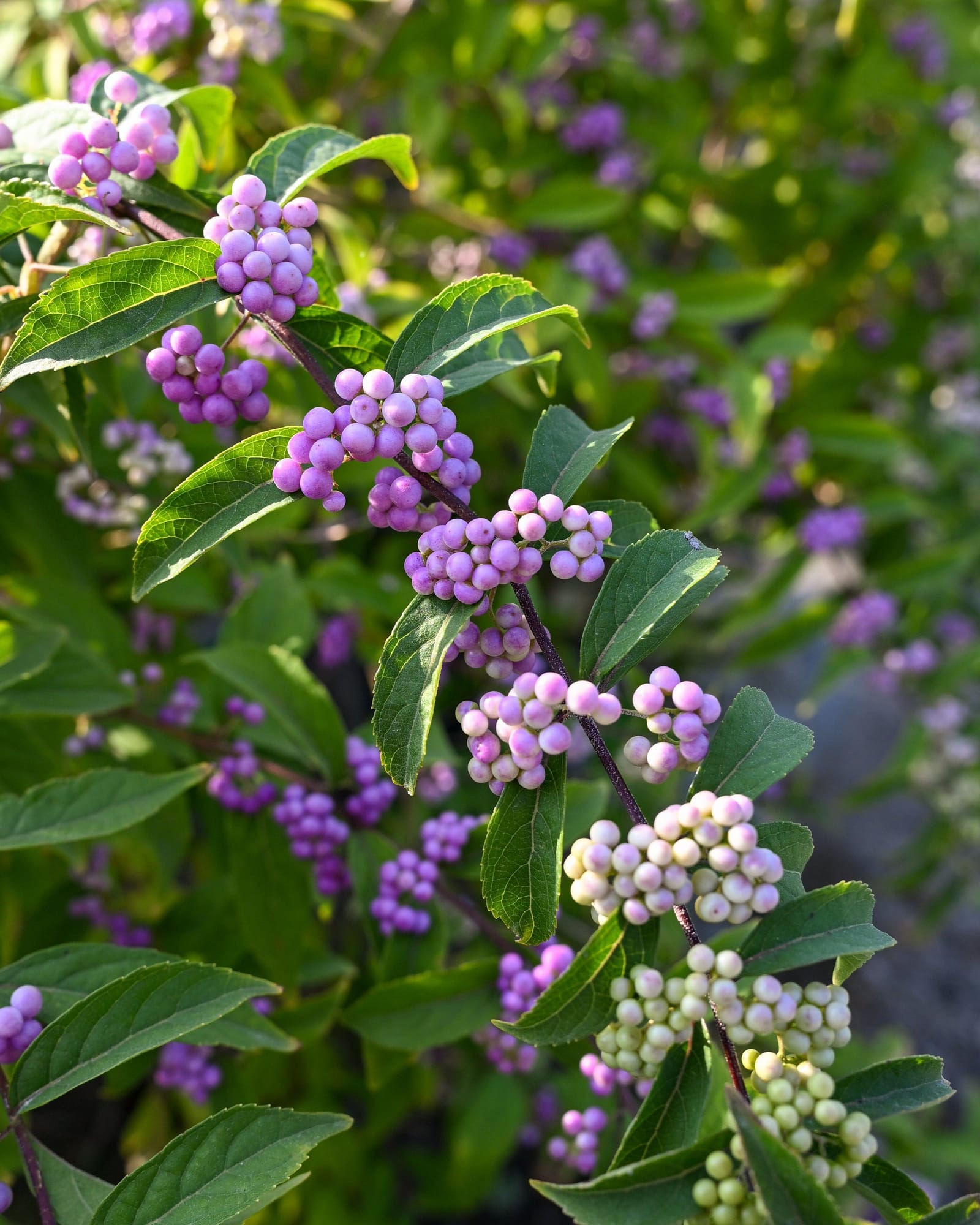 Purple Pride Beautyberry