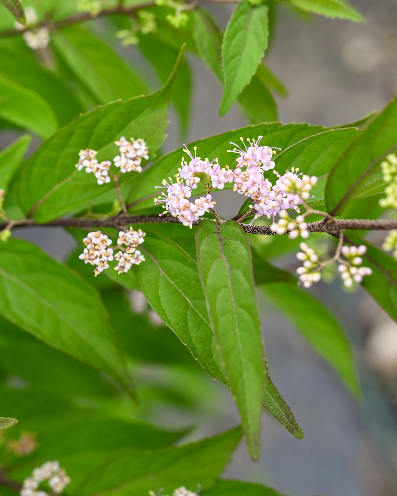 Purple Pride Beautyberry - view 5