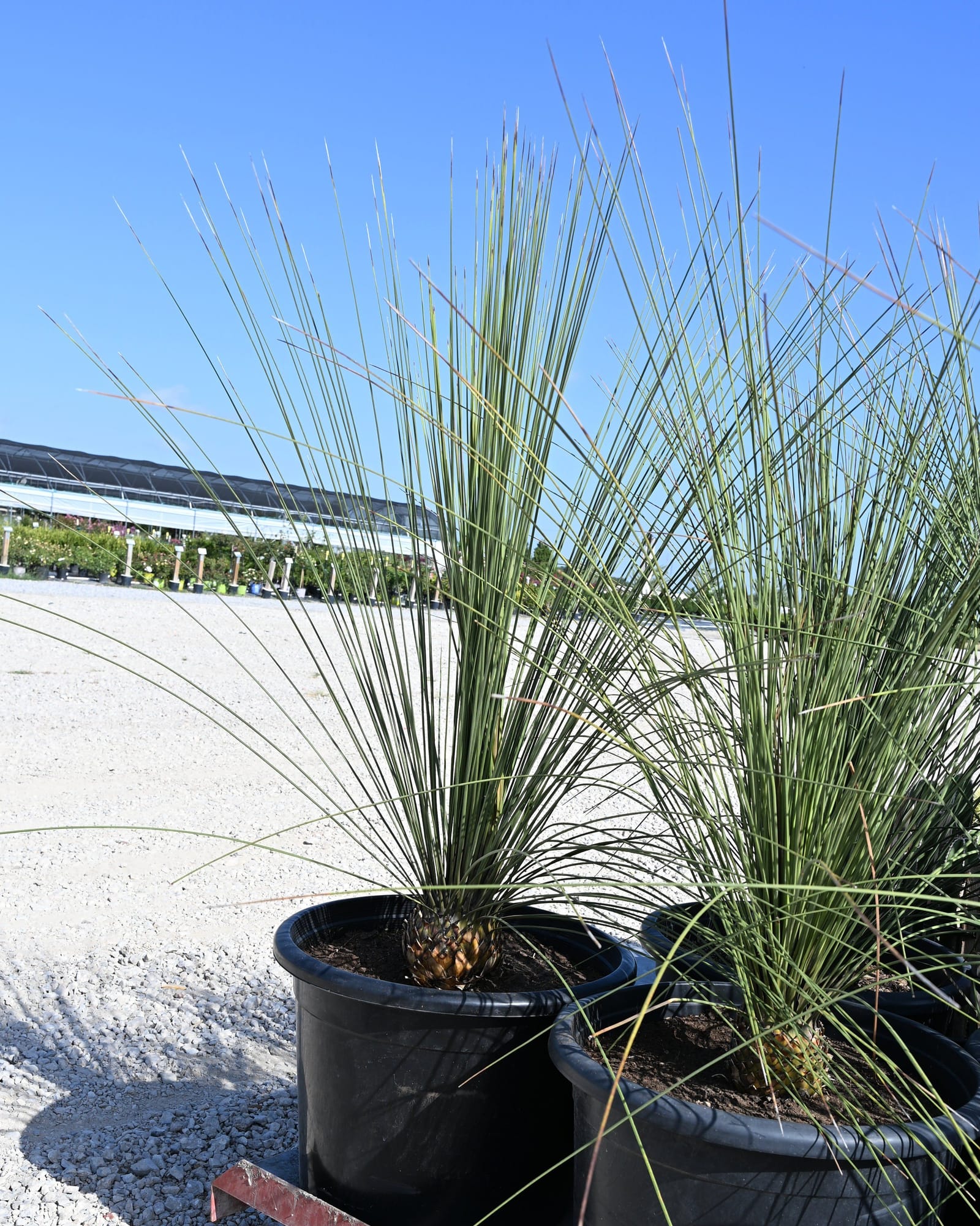 Mexican Grass Tree