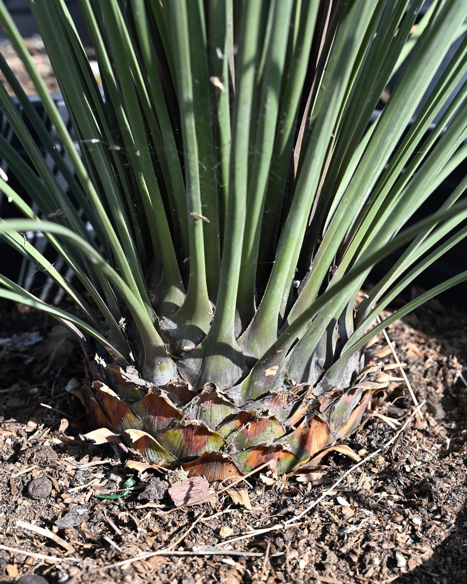 Mexican Grass Tree - view 2