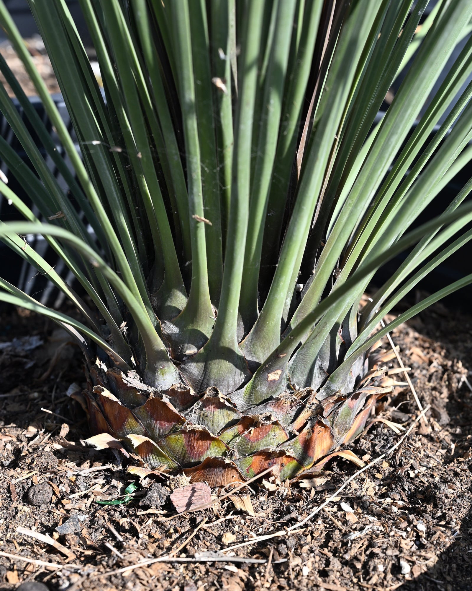 Mexican Grass Tree - Image 1