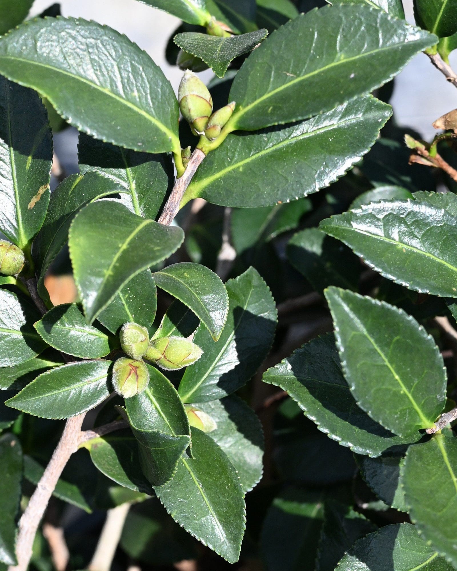 Hot Flash Camellia - Main Image