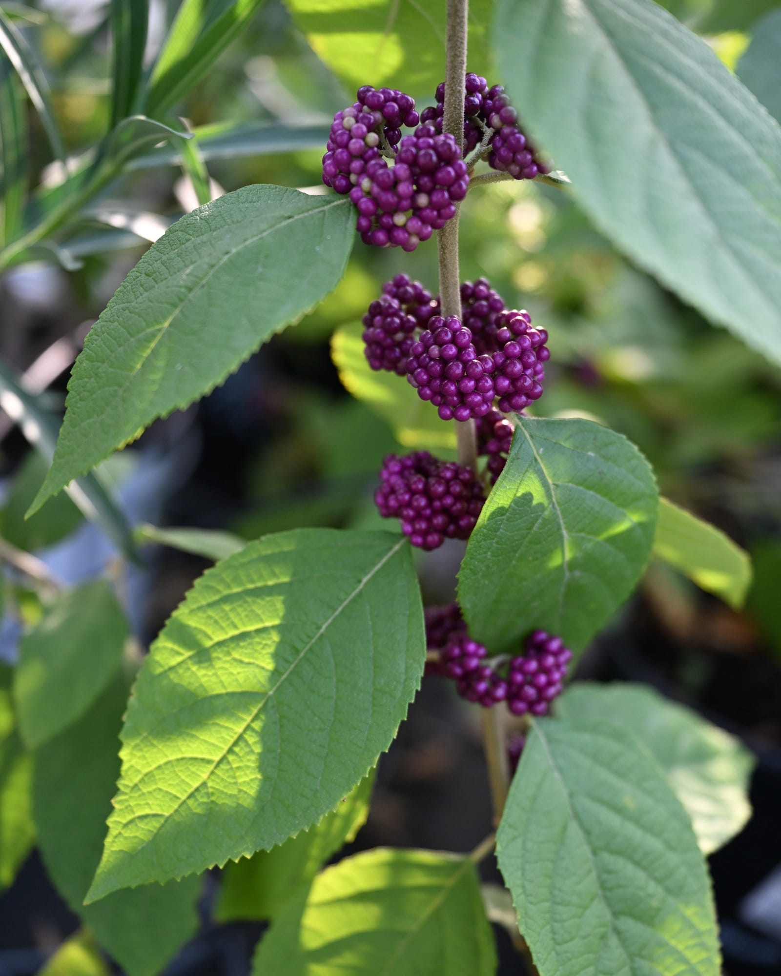 Mexican Beautyberry - Main Image