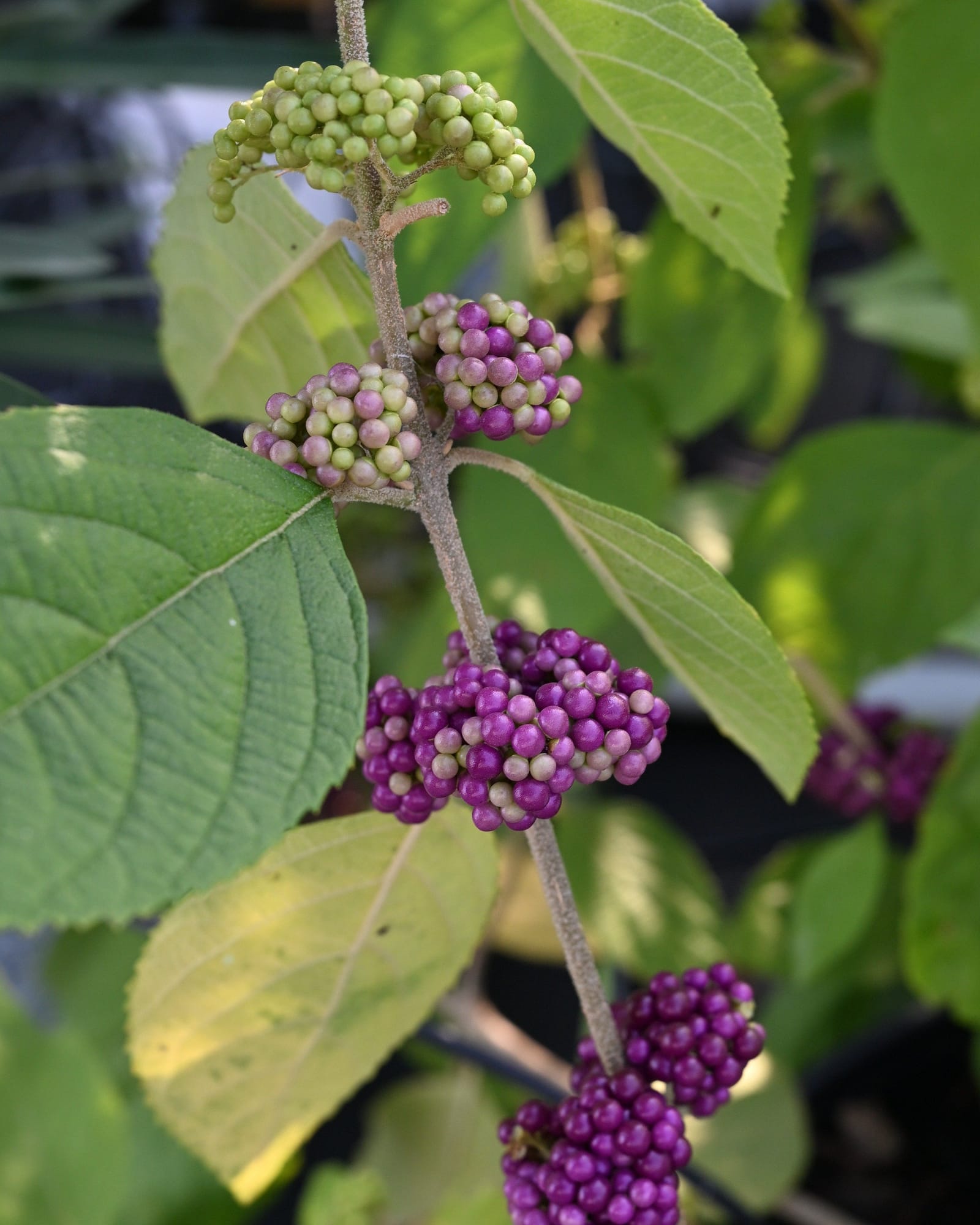 Mexican Beautyberry - view 4