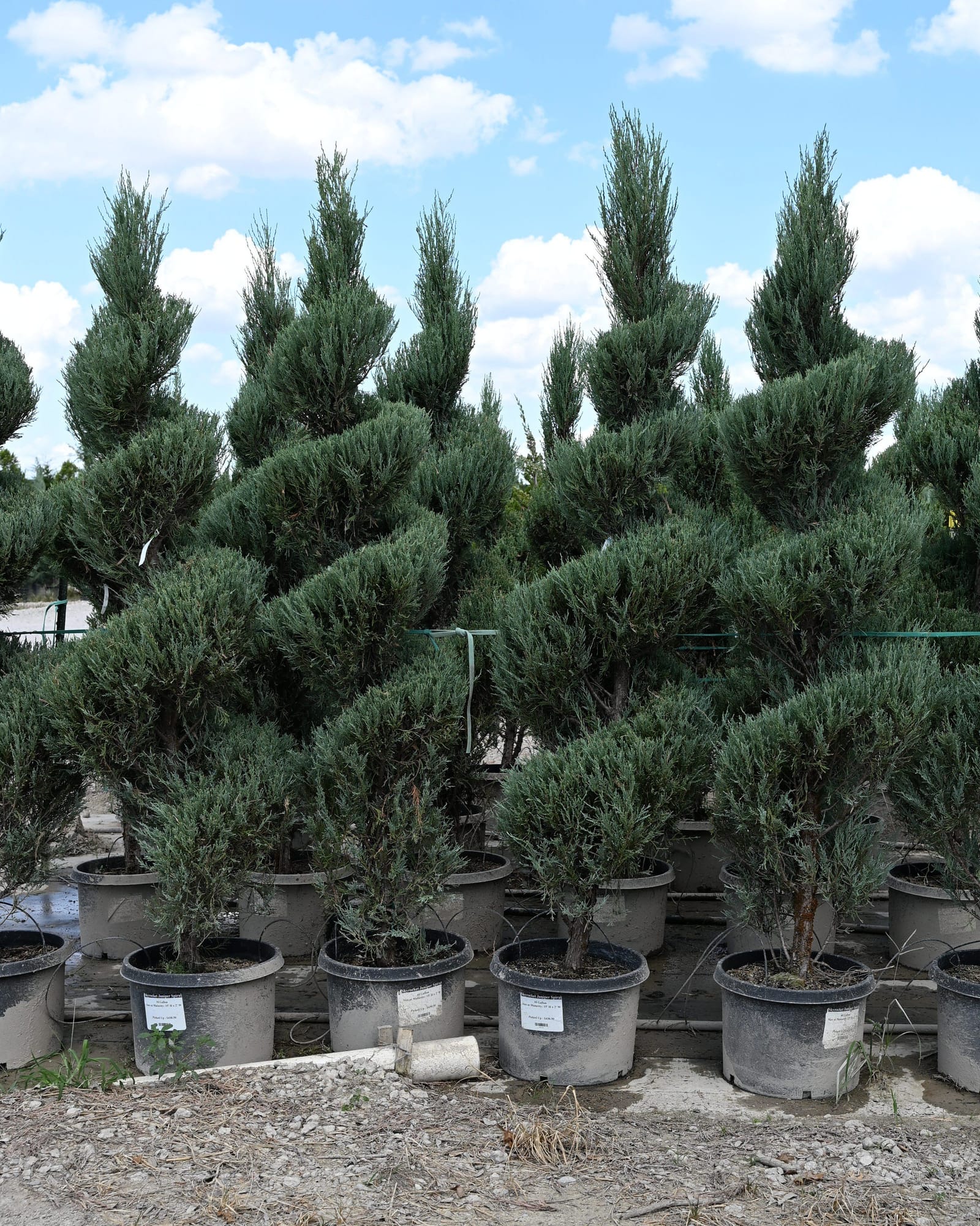 Skyrocket Juniper Spiral